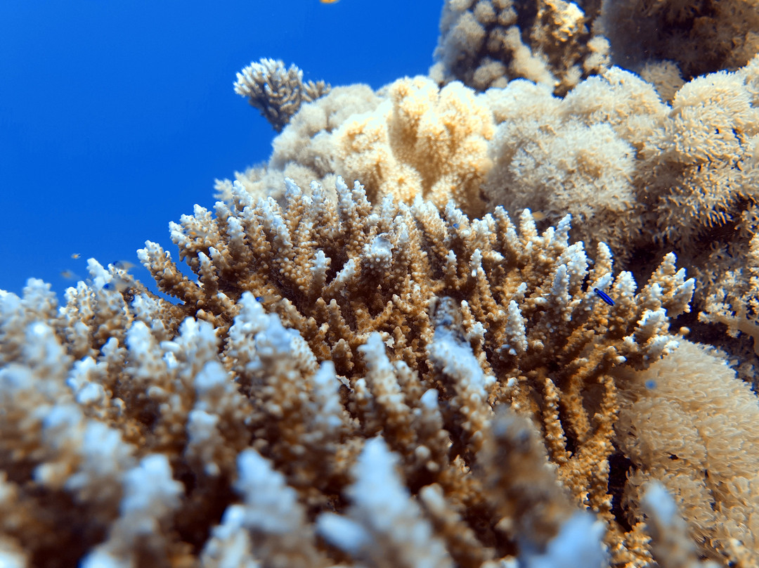 Saudi Diving Center-Yanbu必去景点