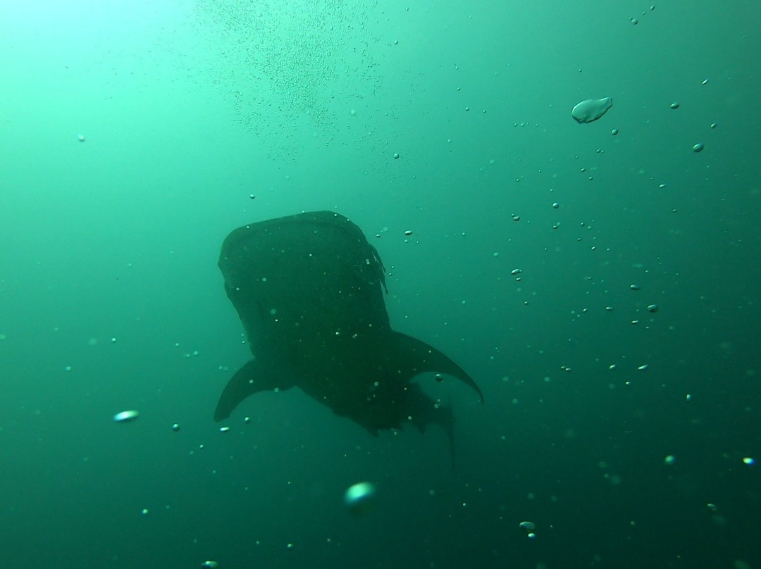 Fun Dive Asia景点图片