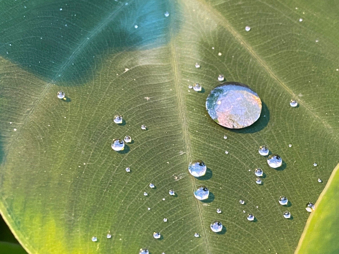 Botanical Garden景点图片