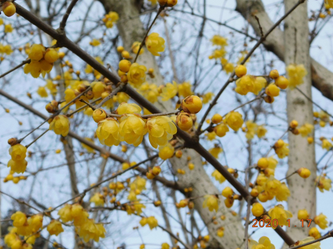 Hodosan Pulm Garden-长瀞町必去景点