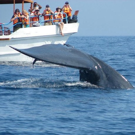 Mirissa Whale Watching Club-美蕊沙必去景点