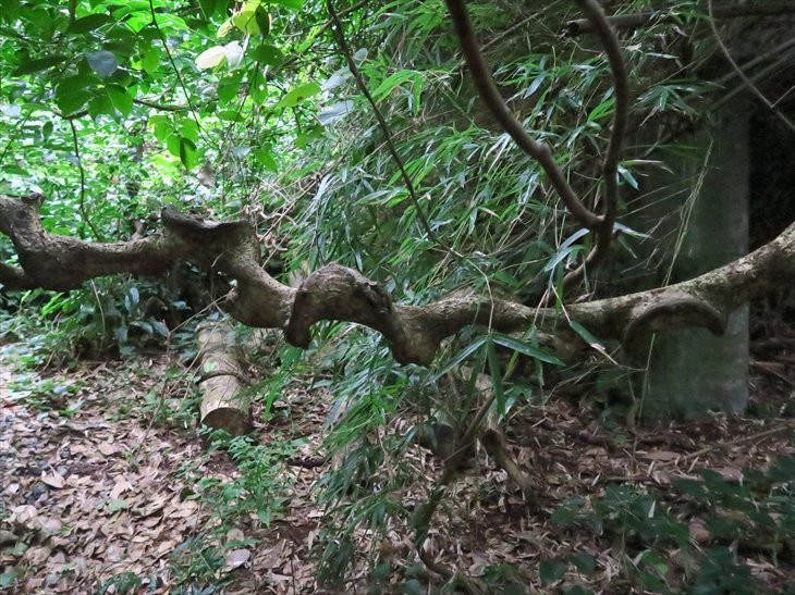 Modama Habitat-奄美市必去景点