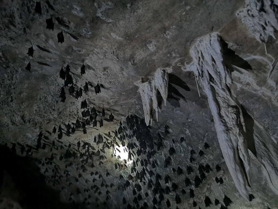 Gua Kelawar (Bat Cave)-兰卡威必去景点