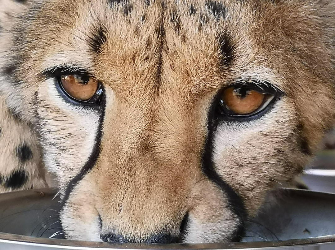 Cheetah Experience (ZA Cheetah Conservation)景点图片