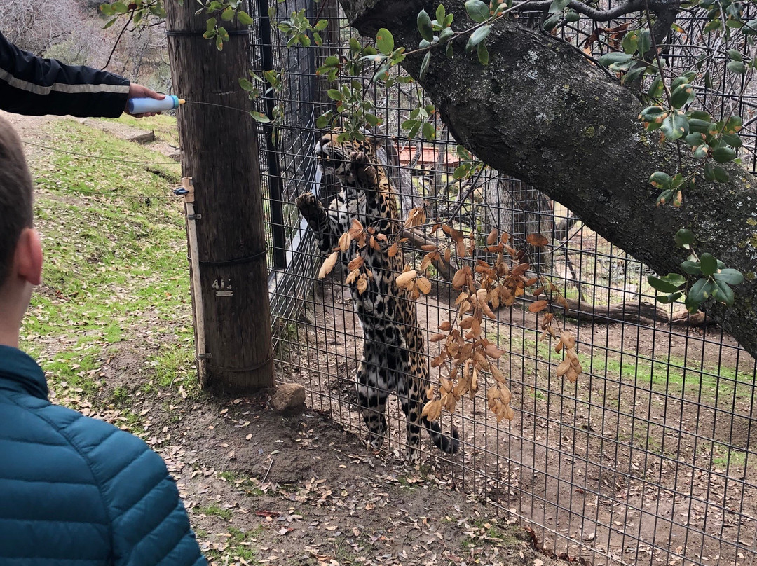 Project Survival's Cat Haven-Dunlap必去景点