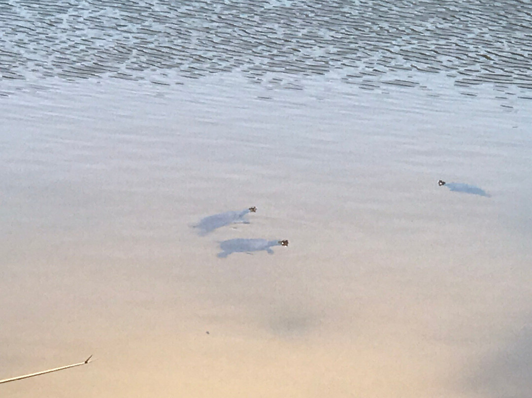 Lake Allom景点图片