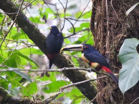 Birding Mindo Tours-明多必去景点