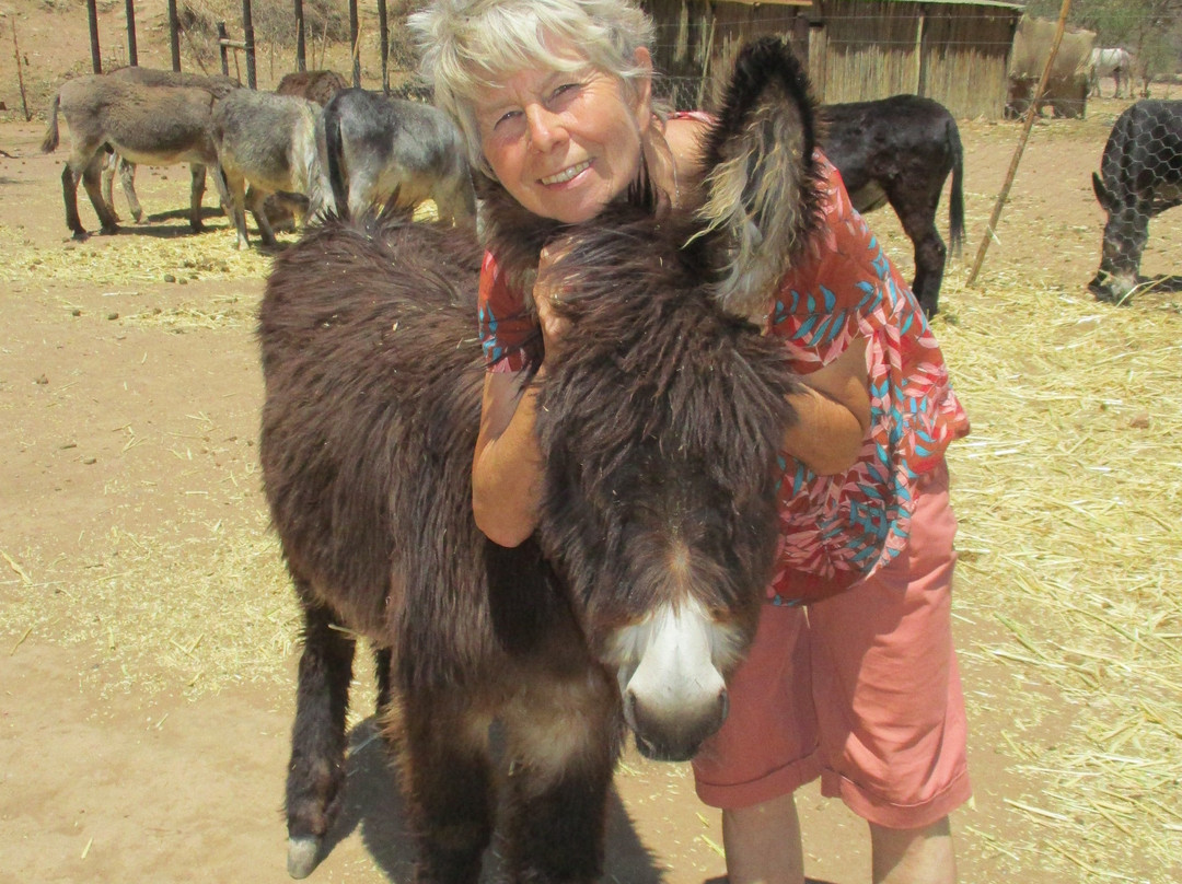 Karoo Donkey Sanctuary景点图片