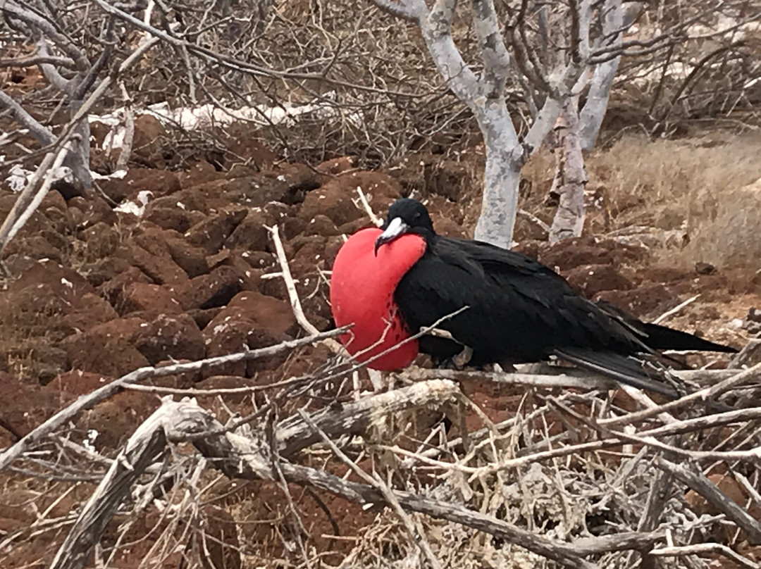 Galapagos Alternative景点图片