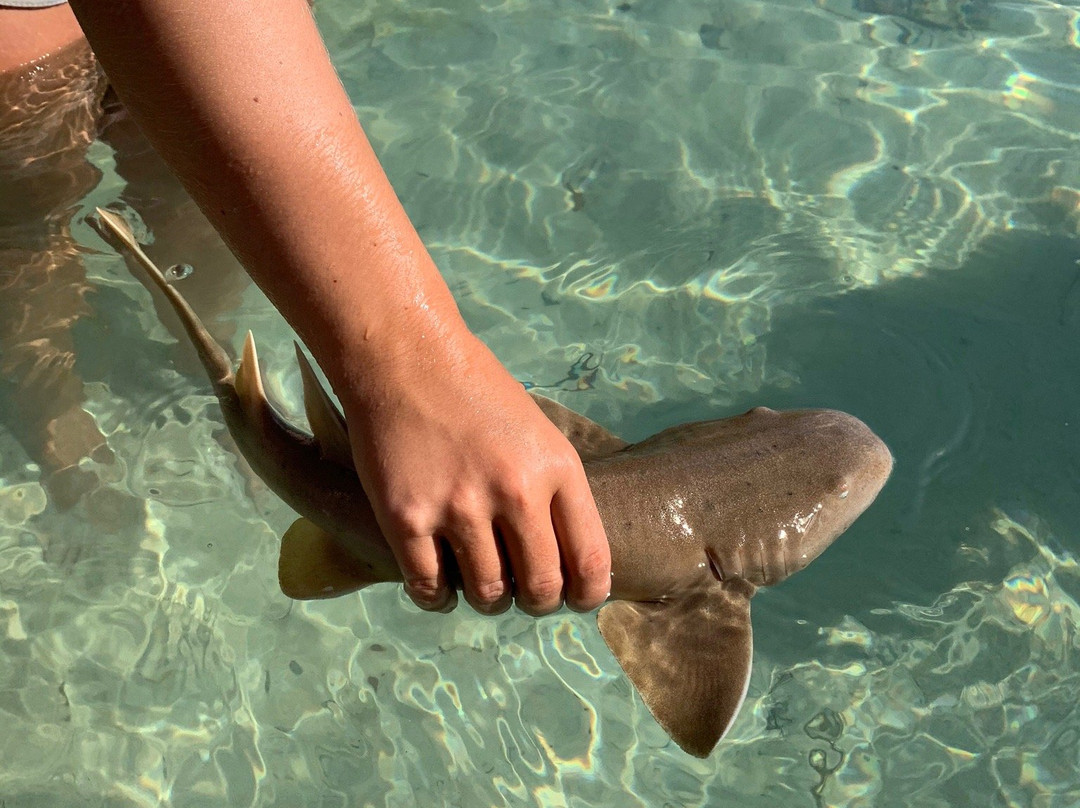 Bimini Biological Field Station Foundation景点图片