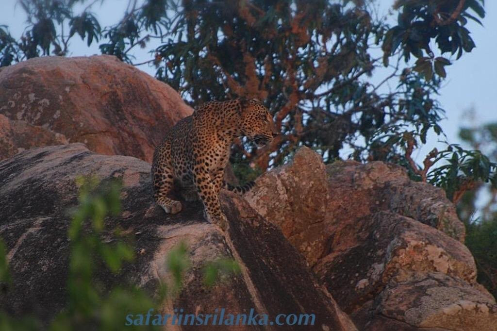 Earth Lanka tours-蒂瑟默哈拉默必去景点