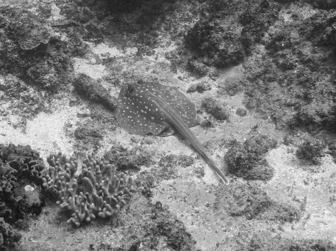 Back To Basics Adventures-Ponta do Ouro必去景点