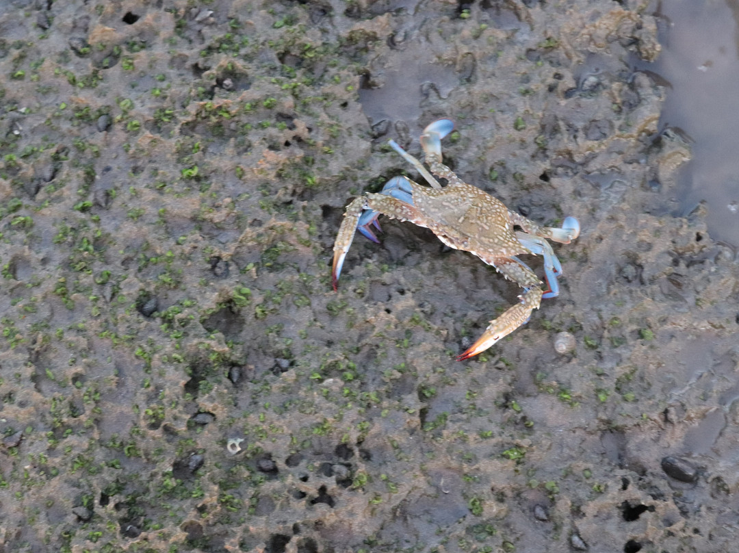 Gopnath Bungalow主图