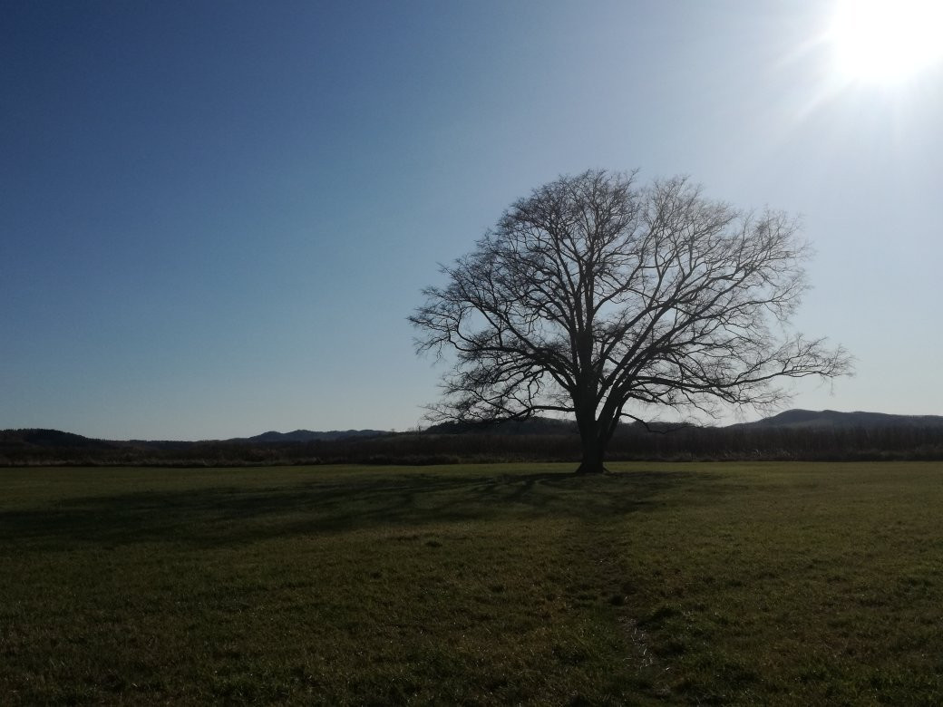 Harunire Tree-丰顷町必去景点