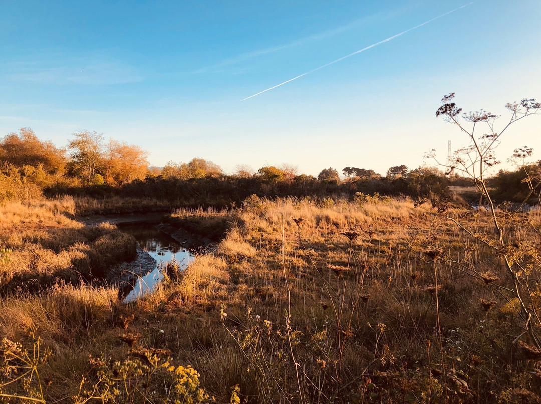 Arcata Marsh and Wildlife Sanctuary景点图片