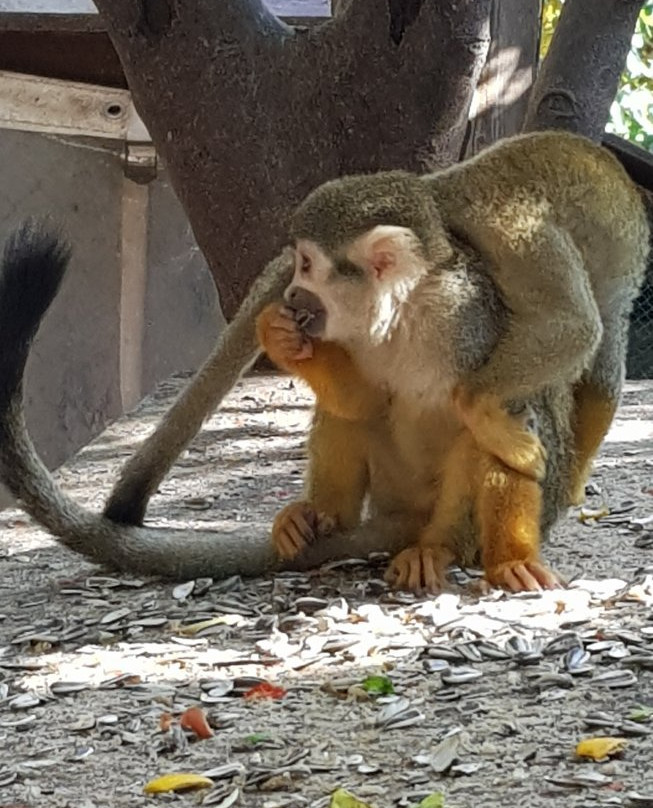Monkey Park-Modiin必去景点