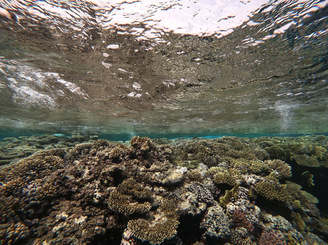 Seaworld Diving Center景点图片