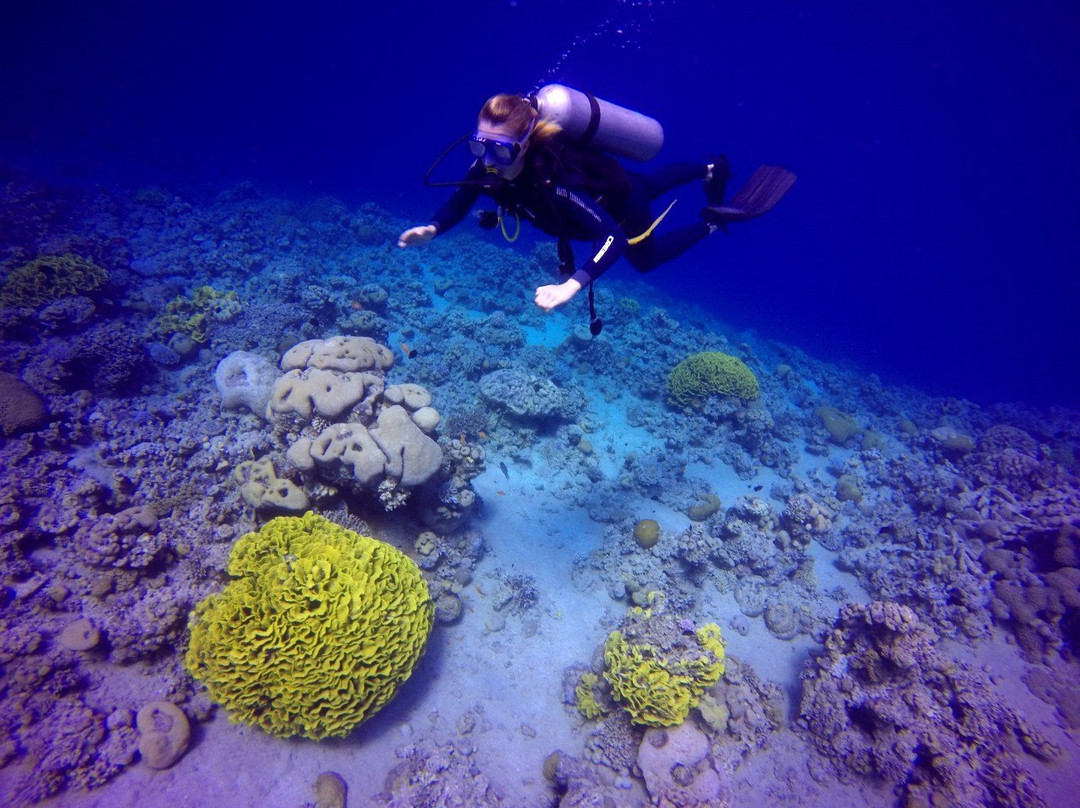 Aqaba International Dive Center景点图片