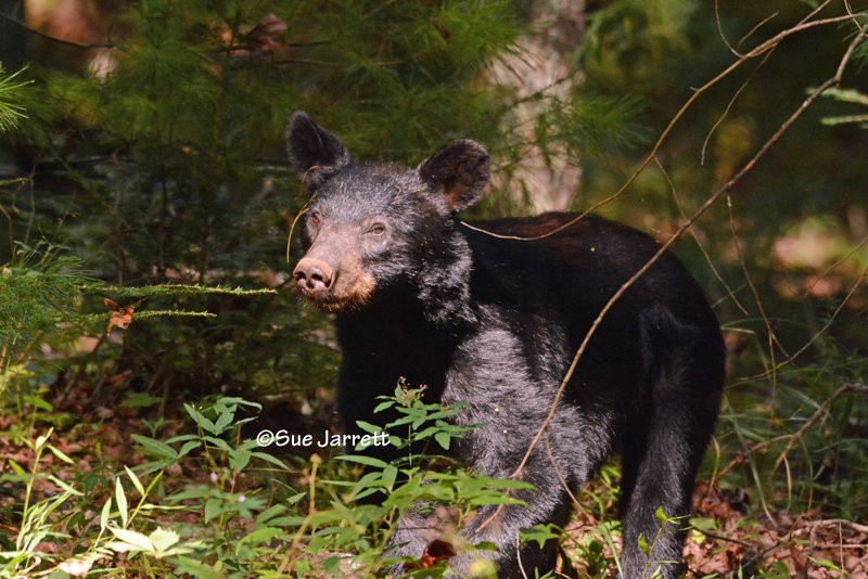 Morton Overlook-大雾山国家公园必去景点