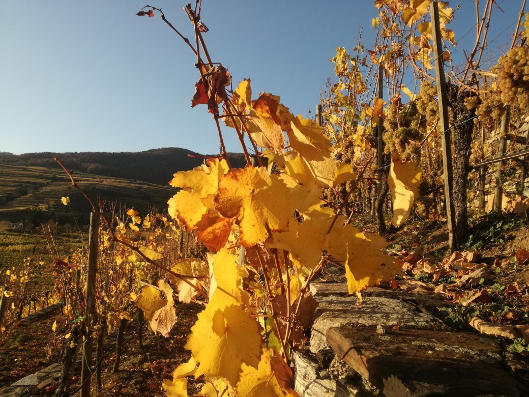 Weingut Franz Hirtzberger景点图片