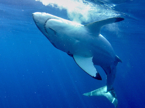 Islander Charters Inc-圣地亚哥必去景点