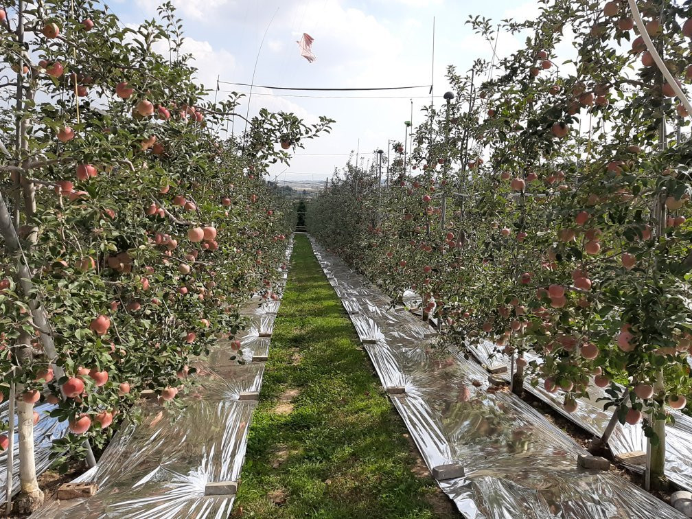 Yesan Apple Wine-礼山郡必去景点