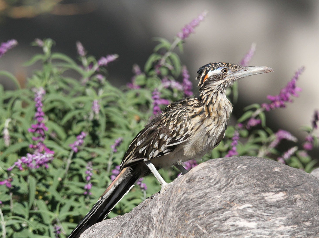 Battiste's Bed, Breakfast & Birds主图