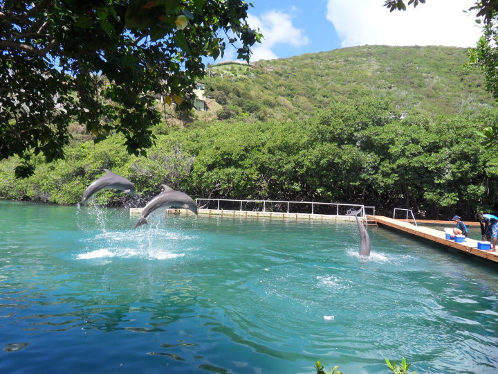 Dolphin Discovery Tortola景点图片