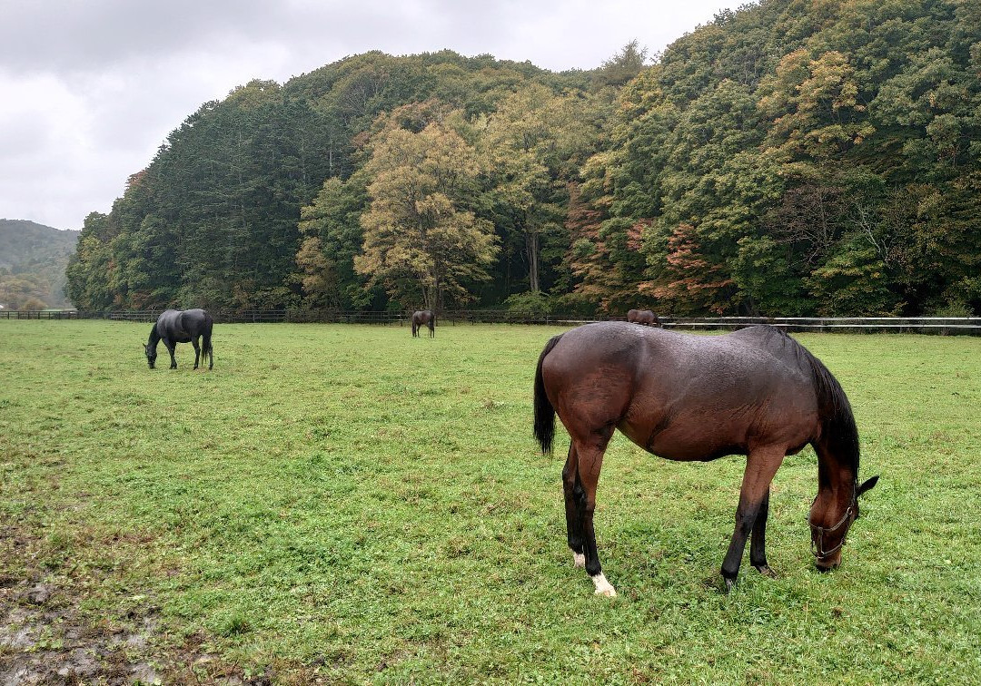 Racing Horse Grazing Farm-浦河町必去景点