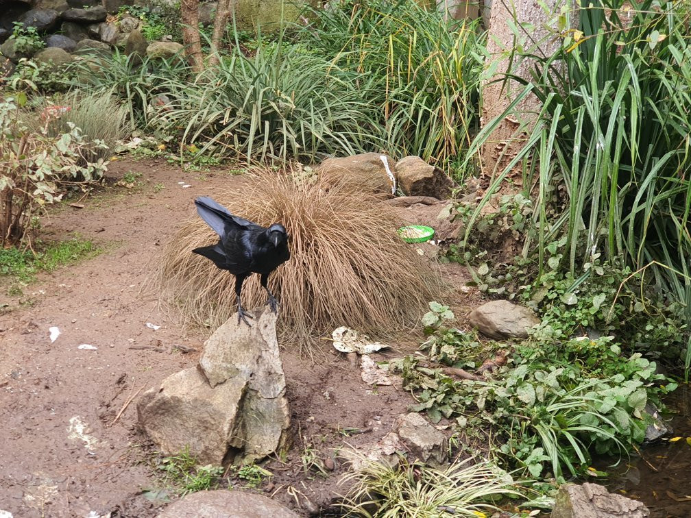 Wildlife Images - Rehabilitation & Education Center-格兰茨帕斯必去景点