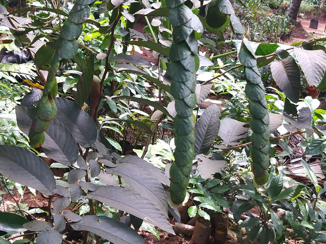 Periyar Spice & Ayurvedic Garden景点图片