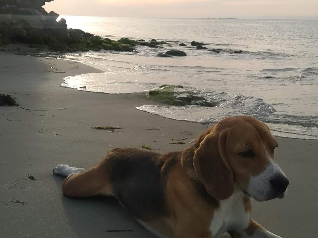 Wild Blue Diving-Thoothukudi必去景点