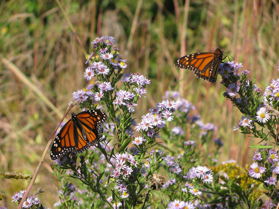 Shoal Creek Conservation Area