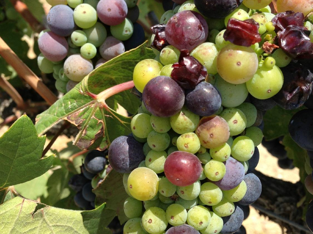 Mitchell Katz Winery