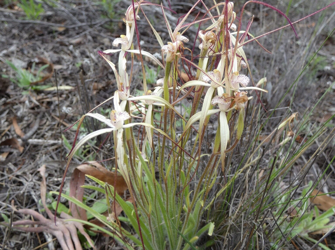 Merredin Peak景点图片