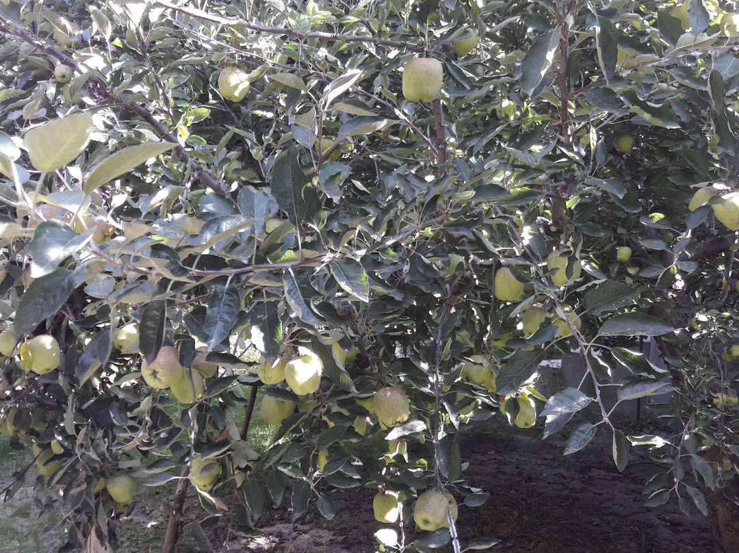 Apple Orchard Farm and Camping主图