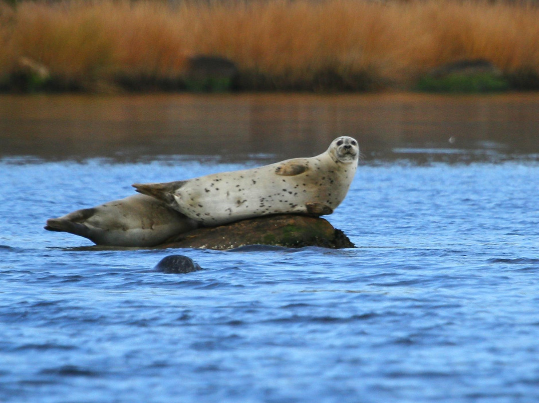 Save The Bay Seal Watch & Nature Cruises-纽波特必去景点