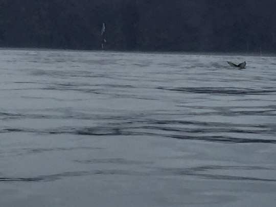 Salka Whale Watching-胡萨维克必去景点