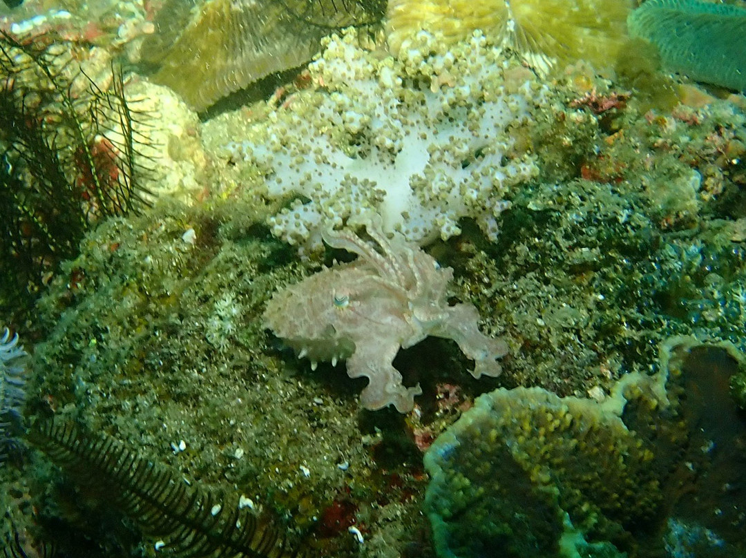 Dive Alor Dive景点图片