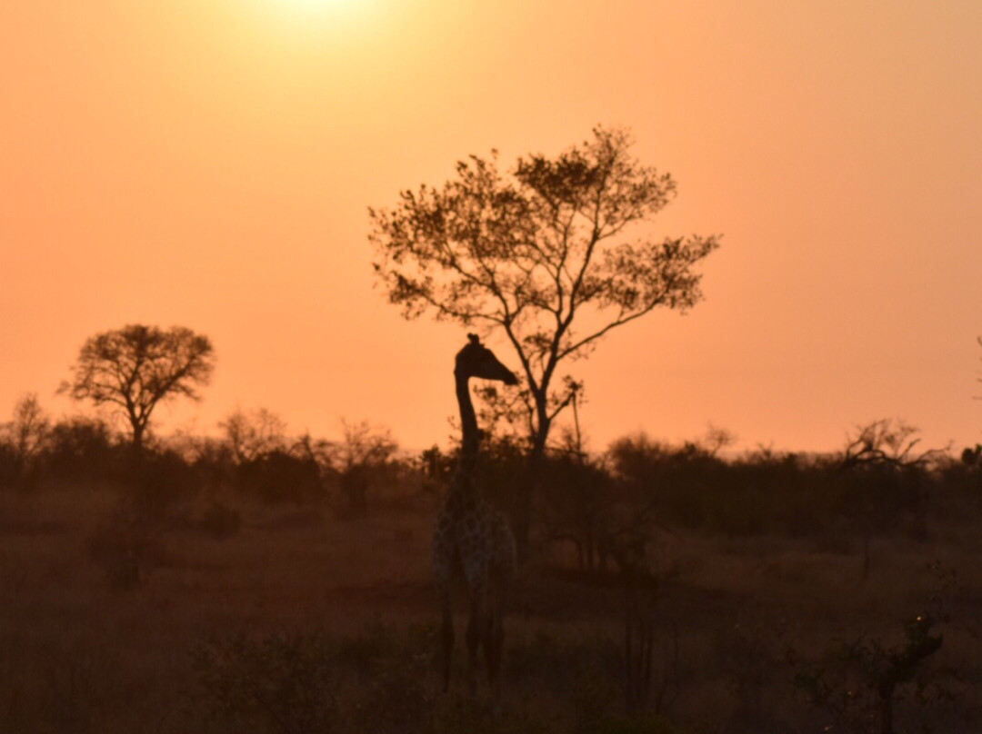 Manzini Marloth Park主图