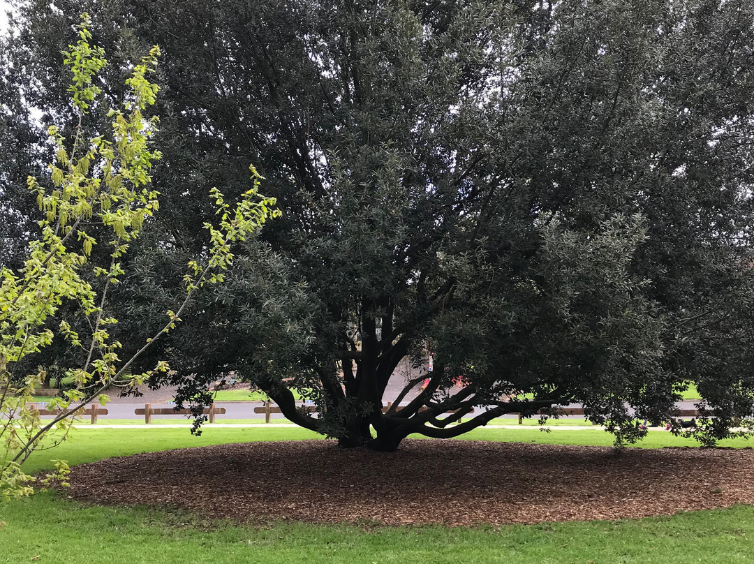 R E McIndoe Park-Leongatha必去景点