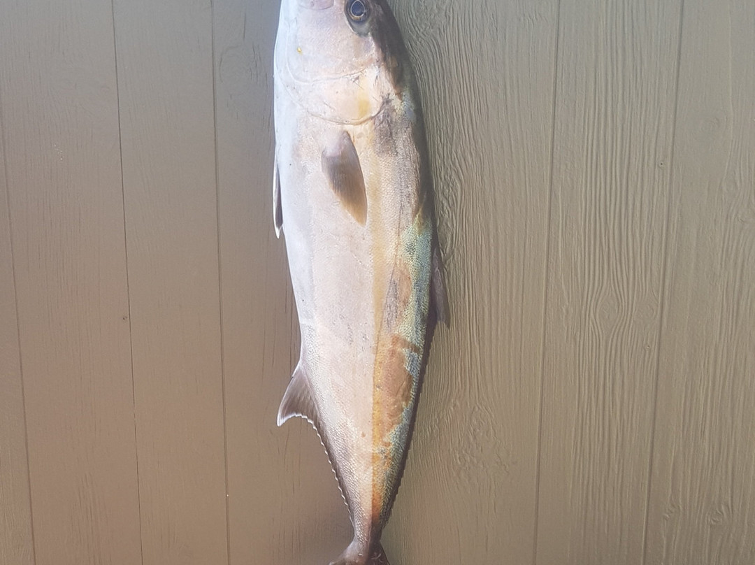 J & M Tackle-橙色海湾必去景点