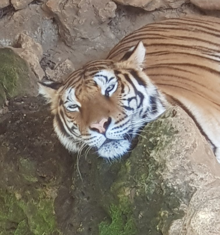 Zoo de Castellar景点图片