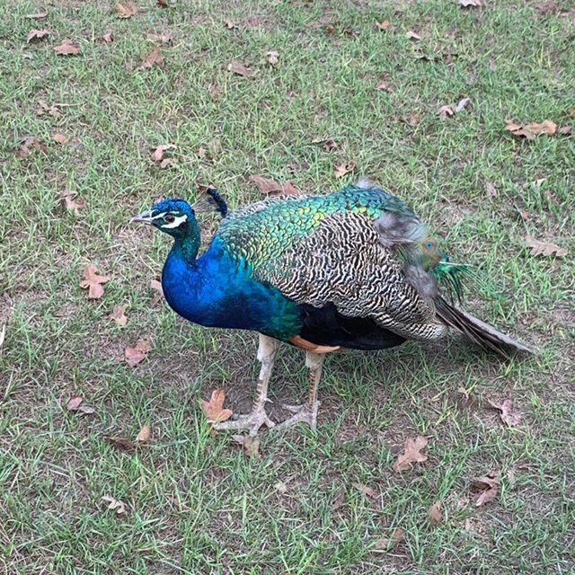 Camp Tonkawa Springs-Garrison必去景点