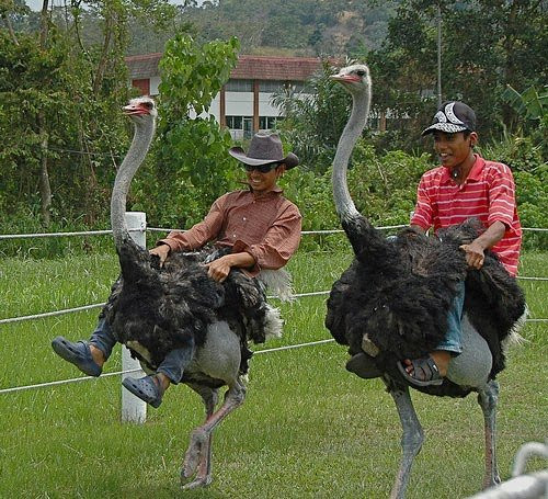 Jelita Ostrich Farm景点图片