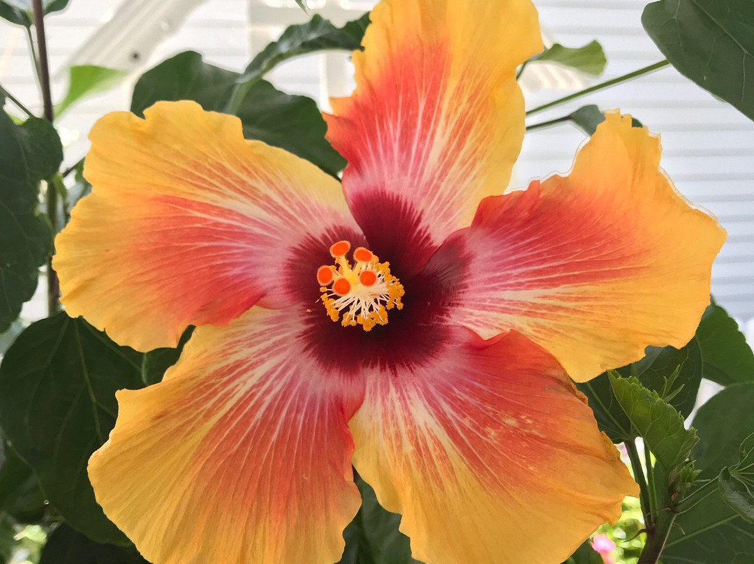 A Lady Winette Cottage Bed & Breakfast主图