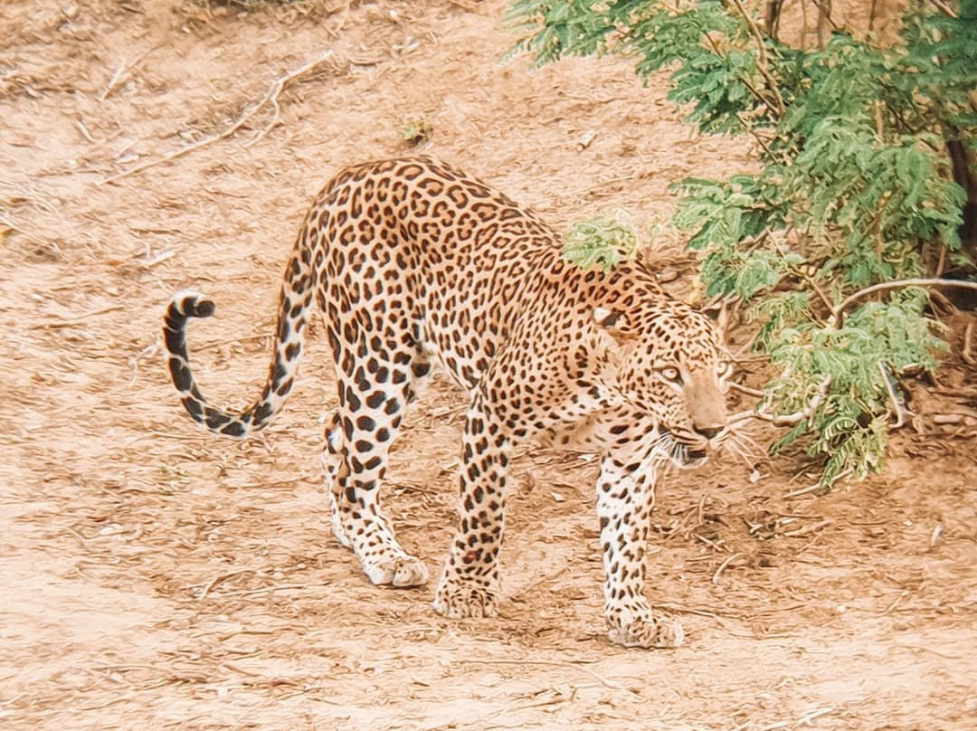 雅拉国家公园观赏野生动物景点图片