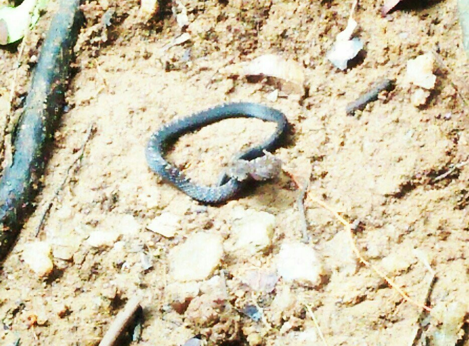 Tropical Rain Forest Sinharaja-Neluwa必去景点