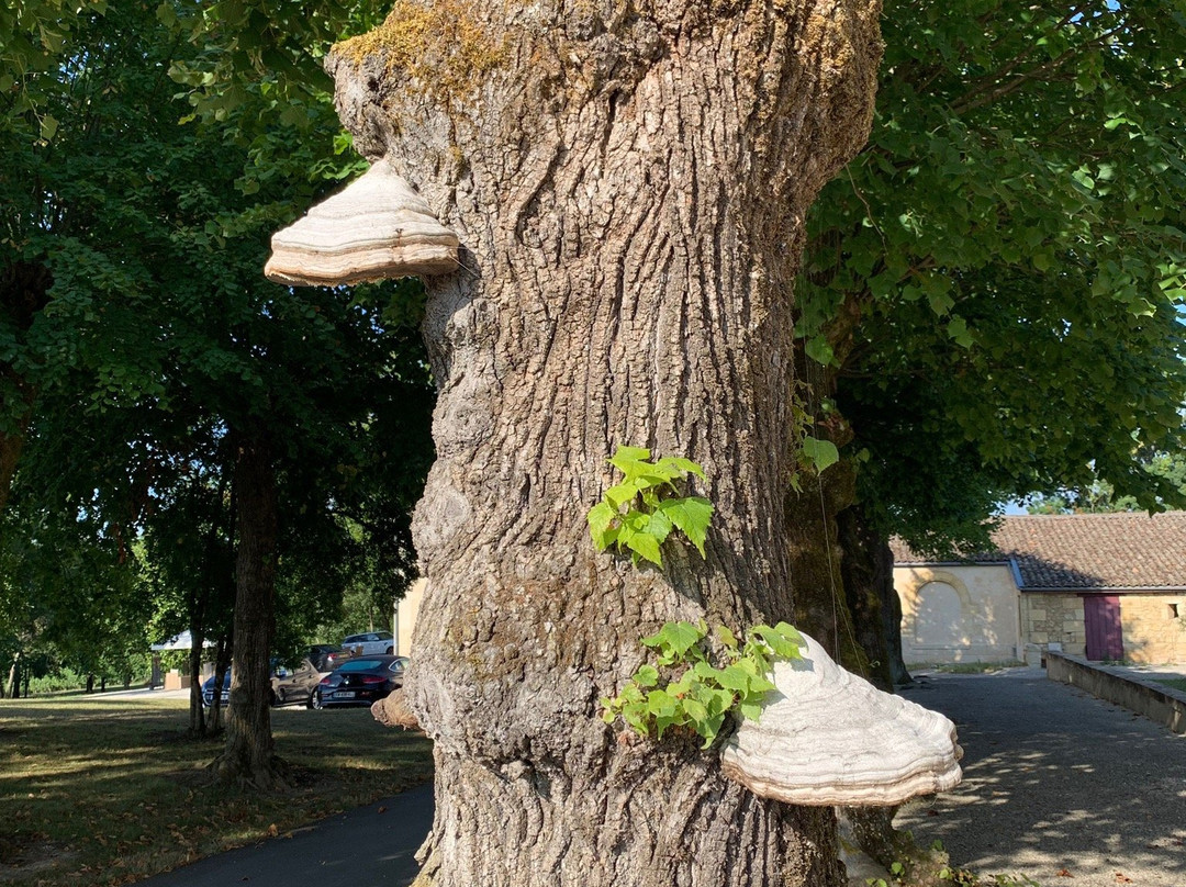 Chateau Senailhac主图