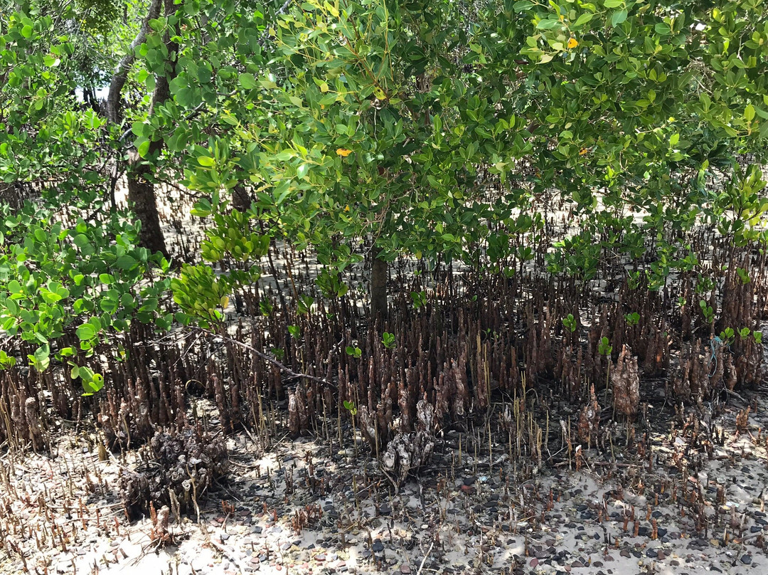 Gazi Mangrove Boardwalk-乌库达必去景点